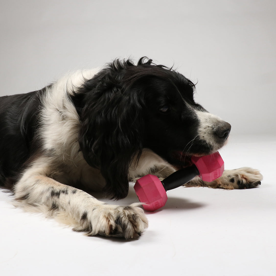 Ebi Dog Toy For The Gainz Dumbbell