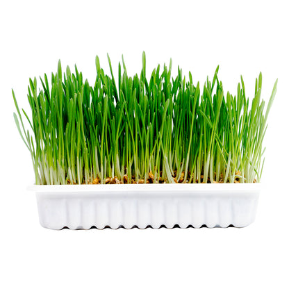 Duvo Cat Grass Kit 70g